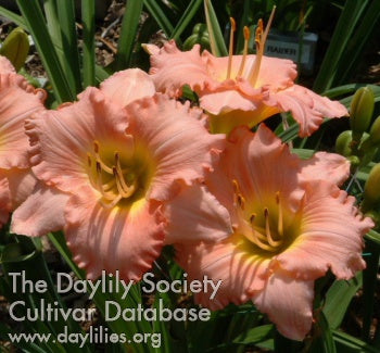 Daylily Palladian Pink