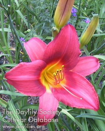 Image of Daylily Jock Randall
