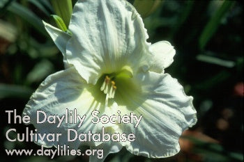 Placeholder image for Daylily White Temptation