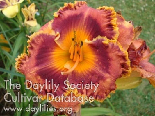 Daylily Anxiety Attack