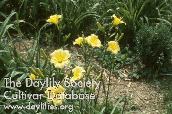 Image of Daylily Bitsy