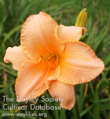 Daylily China Dragon