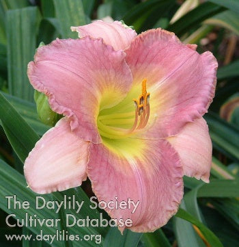 Image of Daylily On the Waterfront