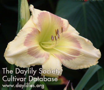 Image of Daylily Russian Easter