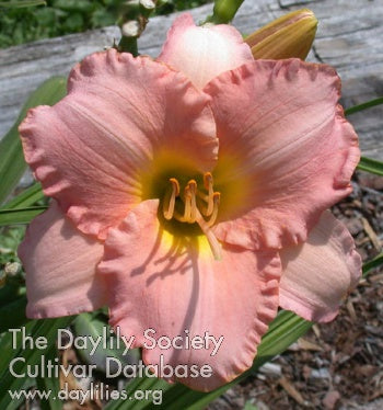Daylily Terms of Endearment