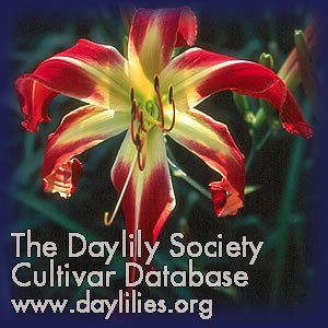 Placeholder image for Daylily Thin Man