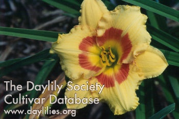 Placeholder image for Daylily Cherry Candy