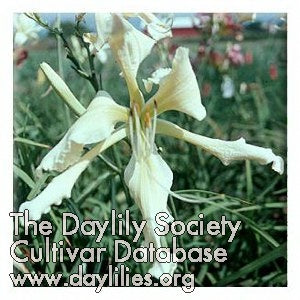 Placeholder image for Daylily Heavenly Curls