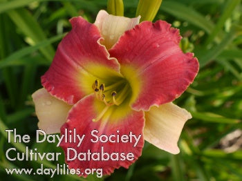 Image of Daylily Red White and New