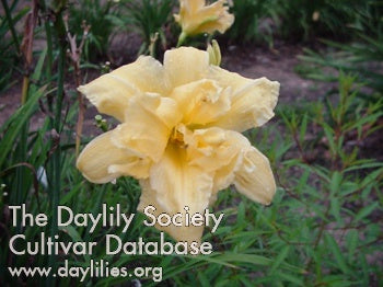 Image of Daylily King Alfred