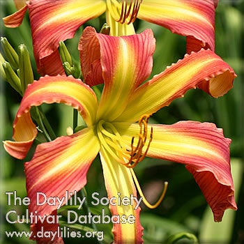 Placeholder image for Daylily Candy Colored Curls