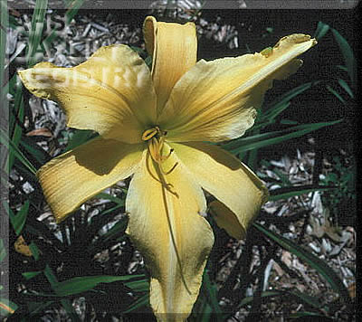 Placeholder image for Daylily King's Golden Treasure