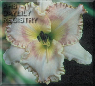 Placeholder image for Daylily Amber Spyglass