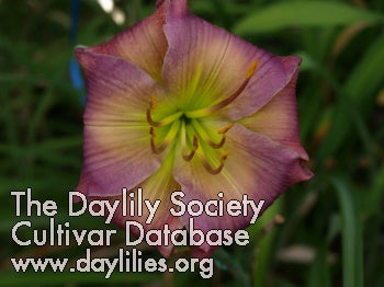 Placeholder image for Daylily Balloons Rising
