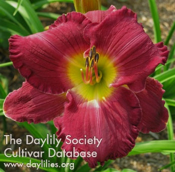 Placeholder image for Daylily Becky's Resolve