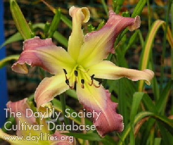 Placeholder image for Daylily Blues Brother
