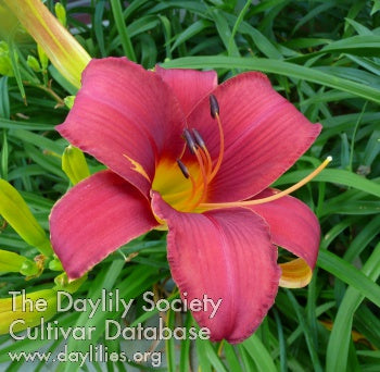 Placeholder image for Daylily Caribbean Rose