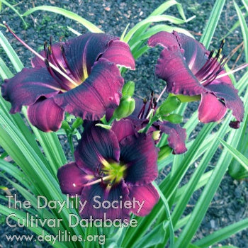 Placeholder image for Daylily Darth Ciduous