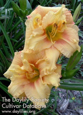 Placeholder image for Daylily Double Triple Treat
