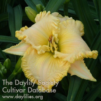 Placeholder image for Daylily Drop Dead Gorgeous