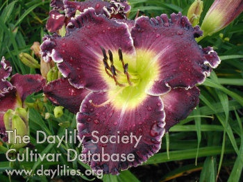 Placeholder image for Daylily Faith That Moves Mountains