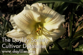Placeholder image for Daylily First Noel