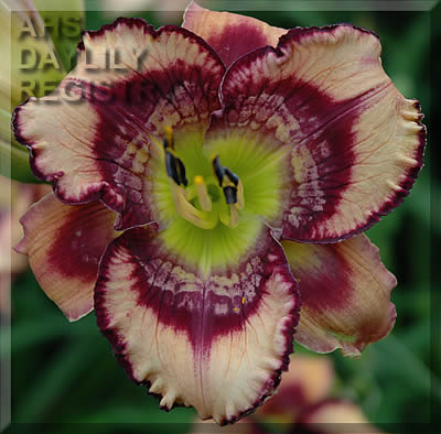 Placeholder image for Daylily Get Jiggy