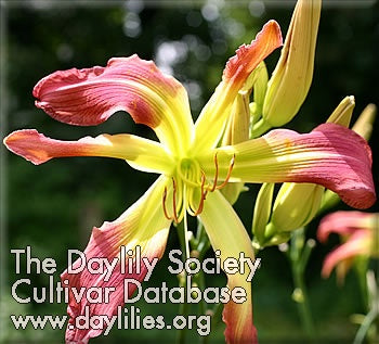 Placeholder image for Daylily Great View Up Here