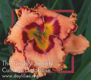 Placeholder image for Daylily Greater Things