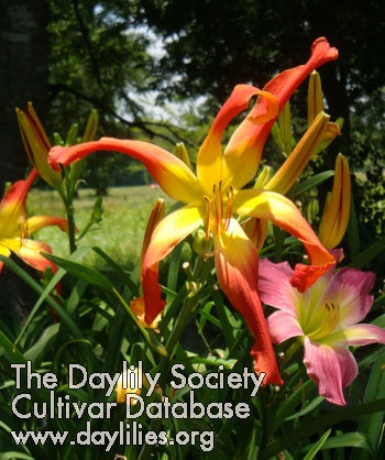 Placeholder image for Daylily Hotter Than The Fourth Of July