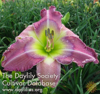 Placeholder image for Daylily Threshold of a Dream