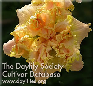 Placeholder image for Daylily Trufflicious
