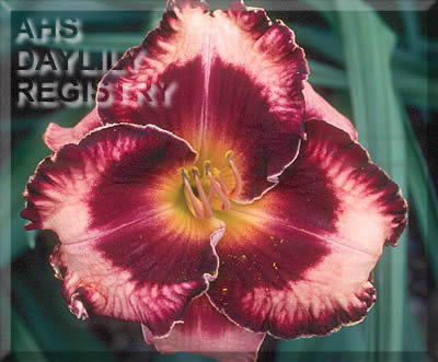 Image of Daylily Francois Verhaert
