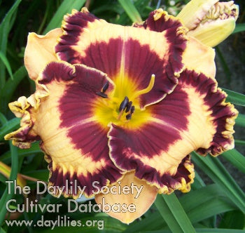 Image of Daylily Griffin Miller