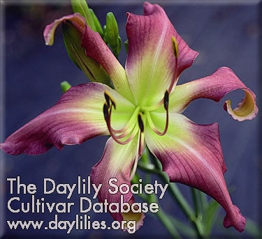 Image of Daylily On the Web