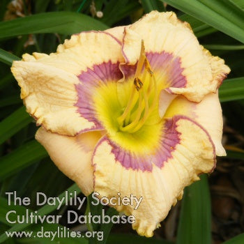 Image of Daylily Patterns in Time