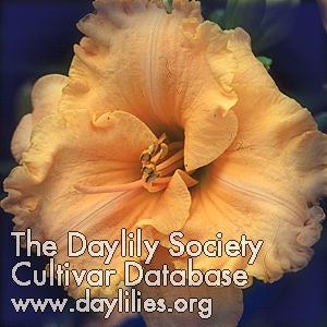 Placeholder image for Daylily Summer Hymns