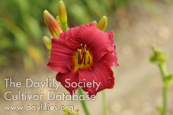 Placeholder image for Daylily Blazing Returns