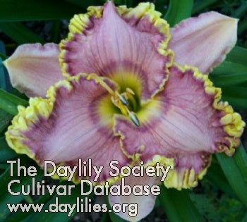 Placeholder image for Daylily Niche