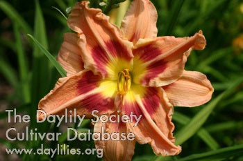 Placeholder image for Daylily Peachy Poly