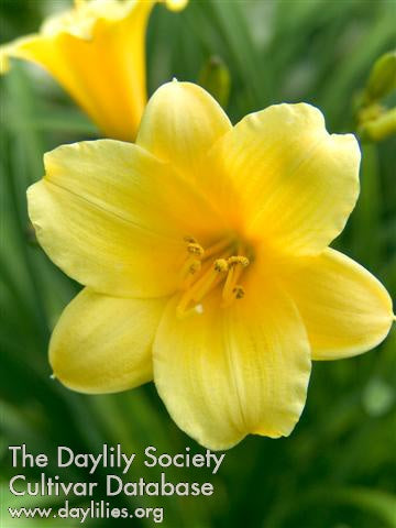 Placeholder image for Daylily Penny's Worth