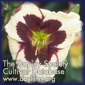 Placeholder image for Daylily Piano Man