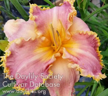 Placeholder image for Daylily Pink Werewolf