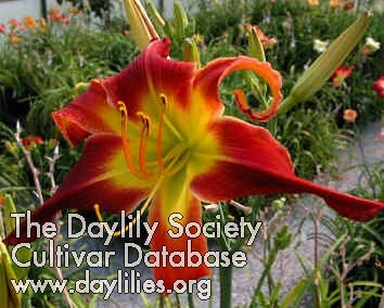 Placeholder image for Daylily Redneck Red