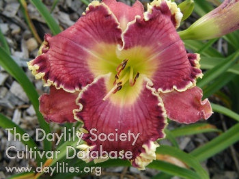 Placeholder image for Daylily Repeat The Sounding Joy