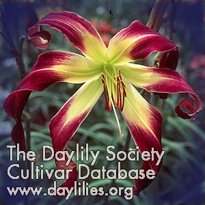 Placeholder image for Daylily Royal Celebration