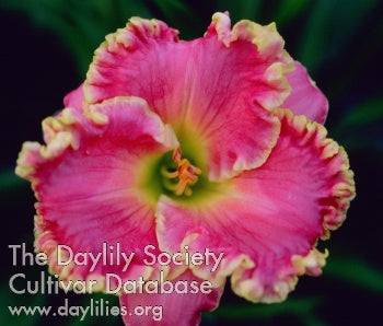 Placeholder image for Daylily Shores Of Time