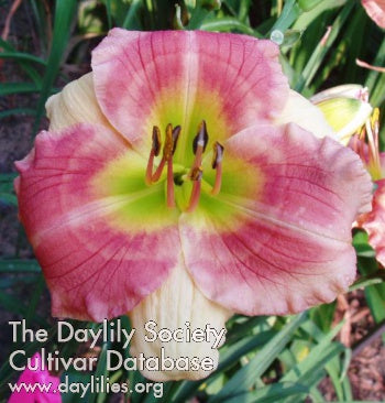 Placeholder image for Daylily Small World Looney Tunes