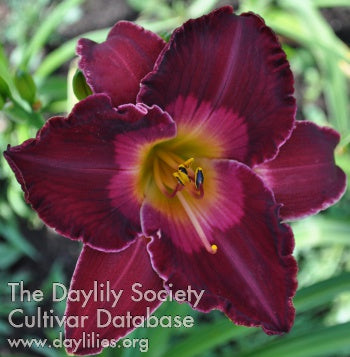 Placeholder image for Daylily Sufferin' Succotash