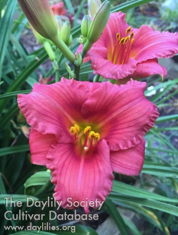Placeholder image for Daylily This Little Piggy